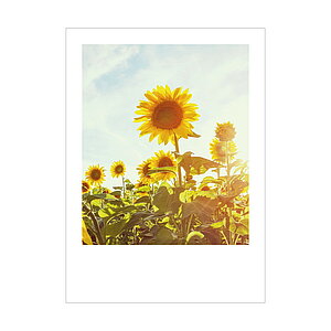 UNICEF Grusskarte Postkarten Blütenportraits